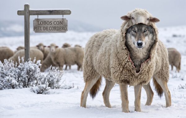 Personas tóxicas, lobos con piel de cordero que generan malestar y dolor a su alrededor. Divide y vencerás, el fin justifica los medio,... Lobo disfrazado con piel de cordero en un entorno nevado (Ilustración generada por IA).